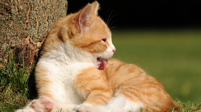 Produktkategorien Für Tiere Tierlieb Sanct Bernhard